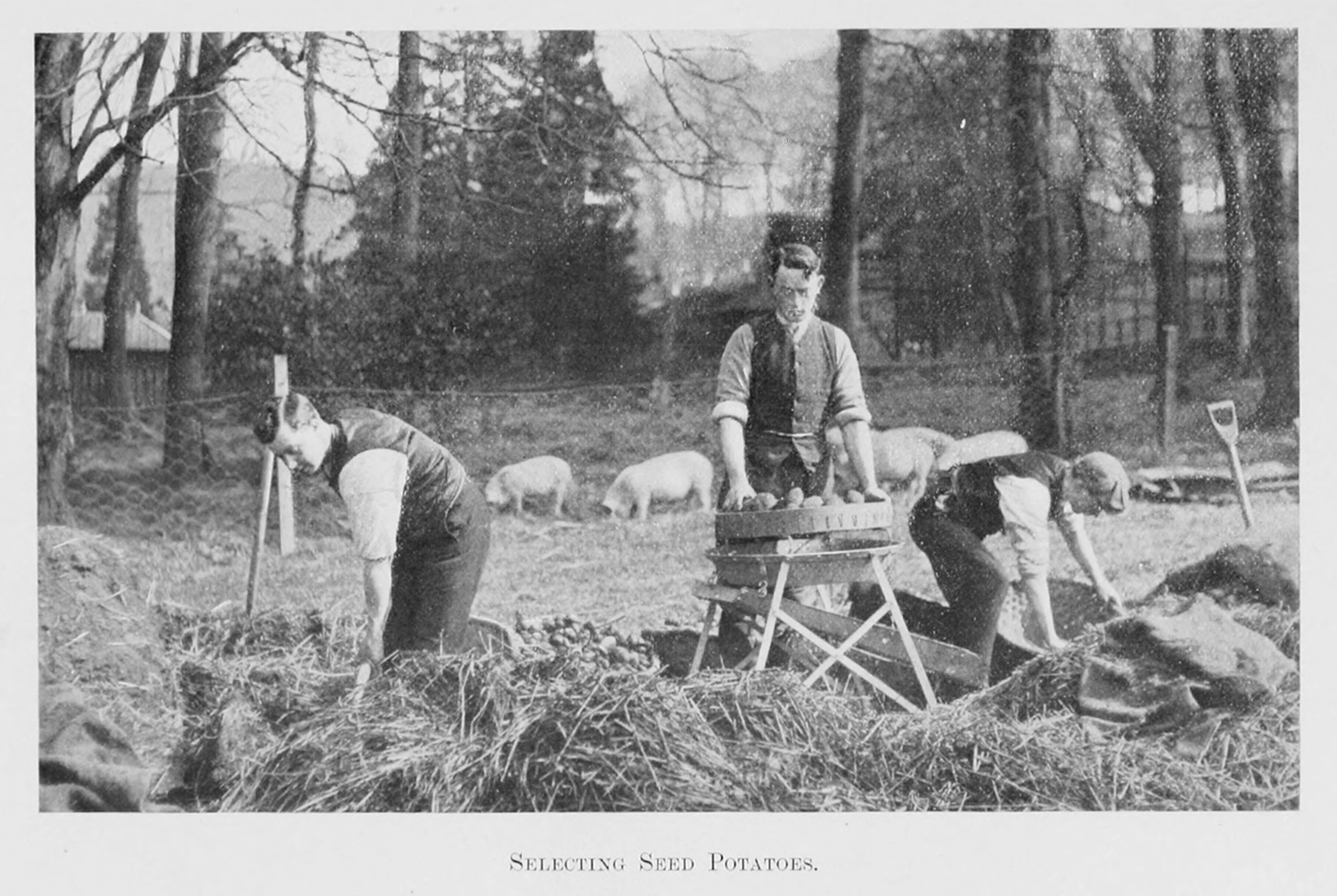 A group of young men work on a farm, selecting seed potatoes.